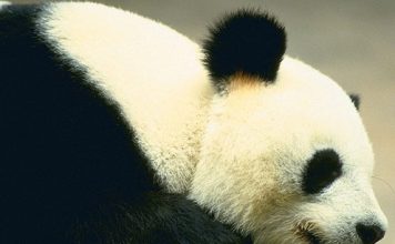 Cute Pictures of Panda Part 1