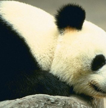 Cute Pictures of Panda Part 1