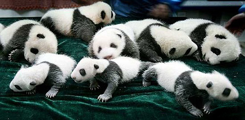 Tiny Pandas