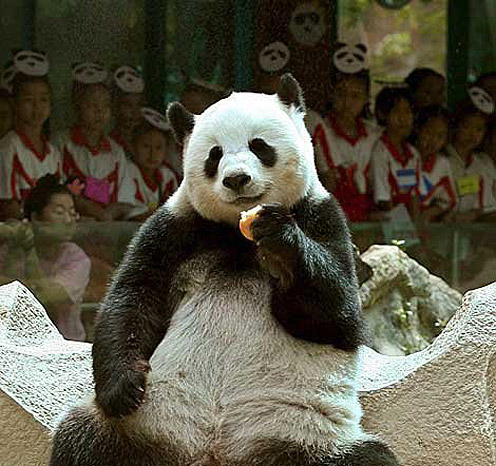 Panda in China