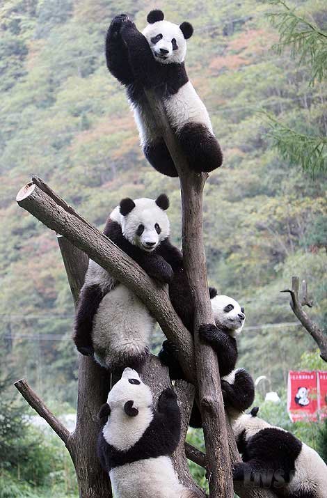 Many Pandas 