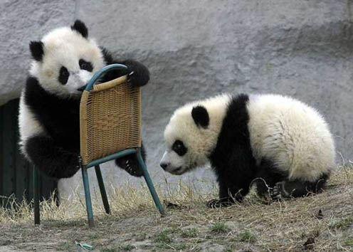 Cute Panda on the Chair