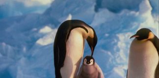 Penguins, the Cute Inhabitants of Antarctica