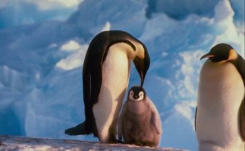 Penguins, the Cute Inhabitants of Antarctica