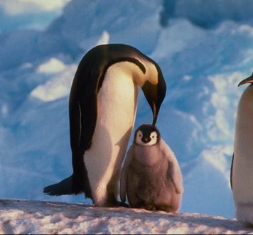 Penguins, the Cute Inhabitants of Antarctica