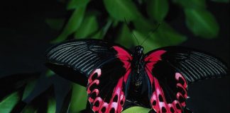 Cute Pictures of Butterflies
