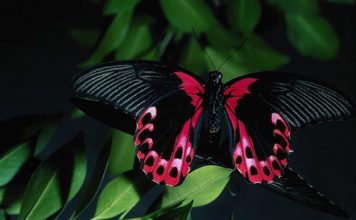 Cute Pictures of Butterflies