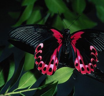 Cute Pictures of Butterflies