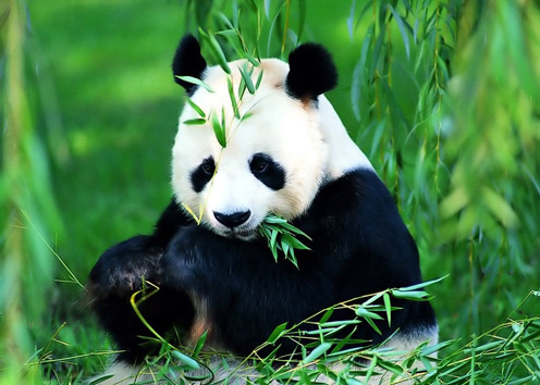 Chewing Panda