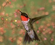 Brain Game. The Flying Hummingbird