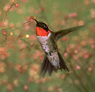 Flying Hummingbird