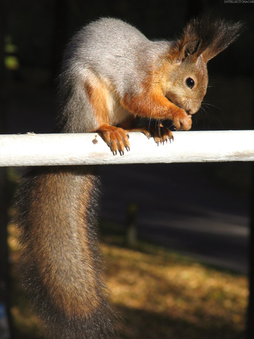 Squirrel with a Long Tail