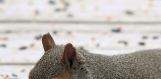 More Awesome Pictures of Cute Squirrels