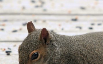 More Awesome Pictures of Cute Squirrels