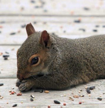 More Awesome Pictures of Cute Squirrels