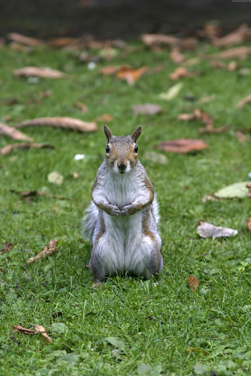 Standing Squirrel