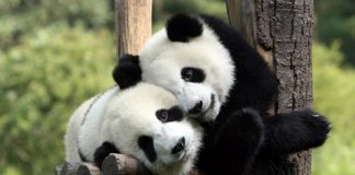 Cute Pictures of Panda Part 2
