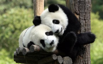 Cute Pictures of Panda Part 2
