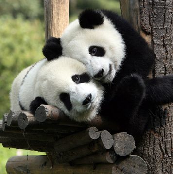 Cute Pictures of Panda Part 2