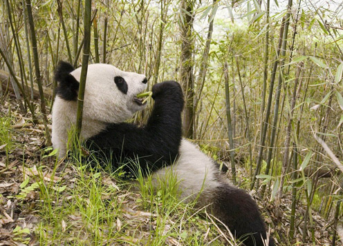 Panda Eating 