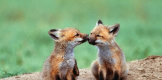 Beautiful Photos of Foxes