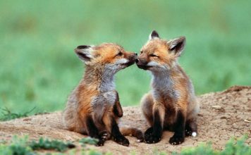 Beautiful Photos of Foxes