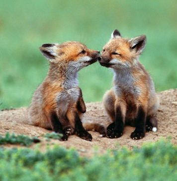 Beautiful Photos of Foxes