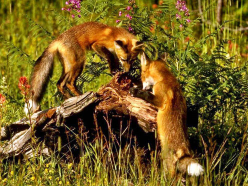 Two Hunting Foxes