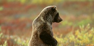 Awesome Pictures of Bears