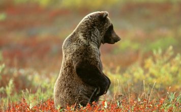 Awesome Pictures of Bears