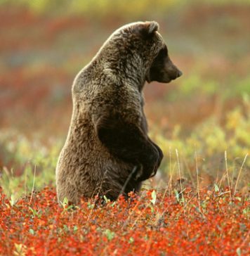 Awesome Pictures of Bears