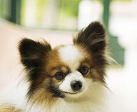 Dogs Can Recognize Oncological Diseases by Smell