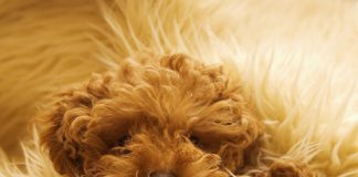 25 Cute Scientific Facts