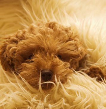 25 Cute Scientific Facts