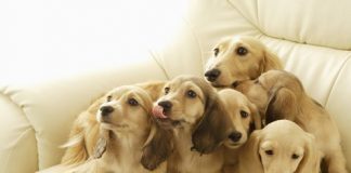 Awesome Photos of Puppies