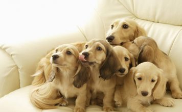 Awesome Photos of Puppies