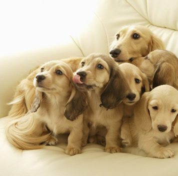 Awesome Photos of Puppies