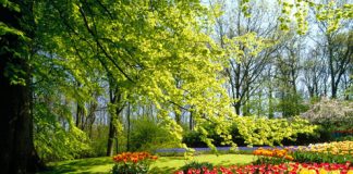 Beautiful Photos of Tulips