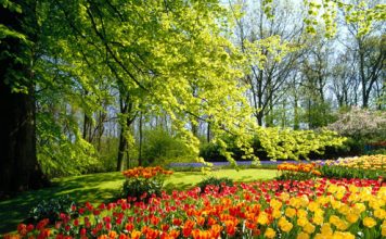 Beautiful Photos of Tulips