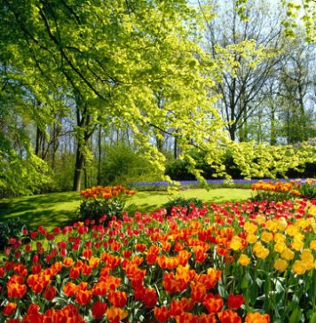 Beautiful Photos of Tulips