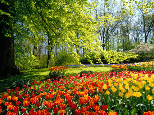 Tulips in Keukenhof Garden, Holland