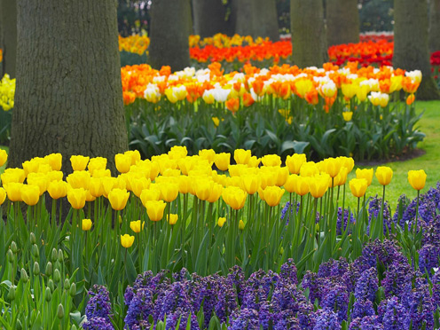 Spring Tulip Garden