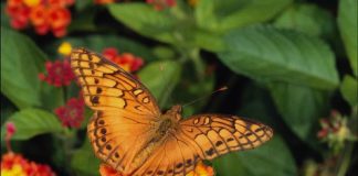 Butterflies on Flowers