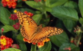 Butterflies on Flowers
