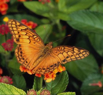 Butterflies on Flowers