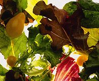 Healthy Nutrition Rules