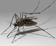 How to Treat Insect Bites