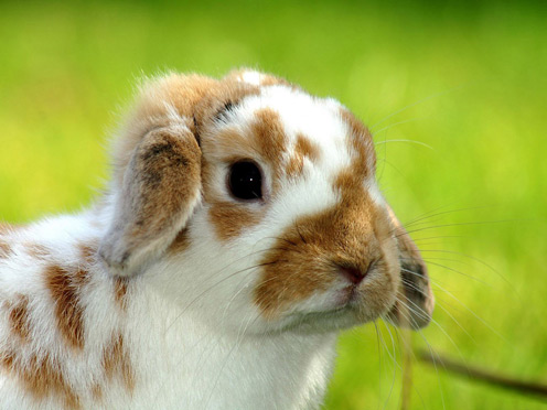 Lop-eared Rabbit