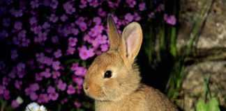 Cute Pictures of Rabbits