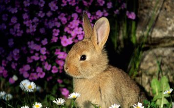 Cute Pictures of Rabbits
